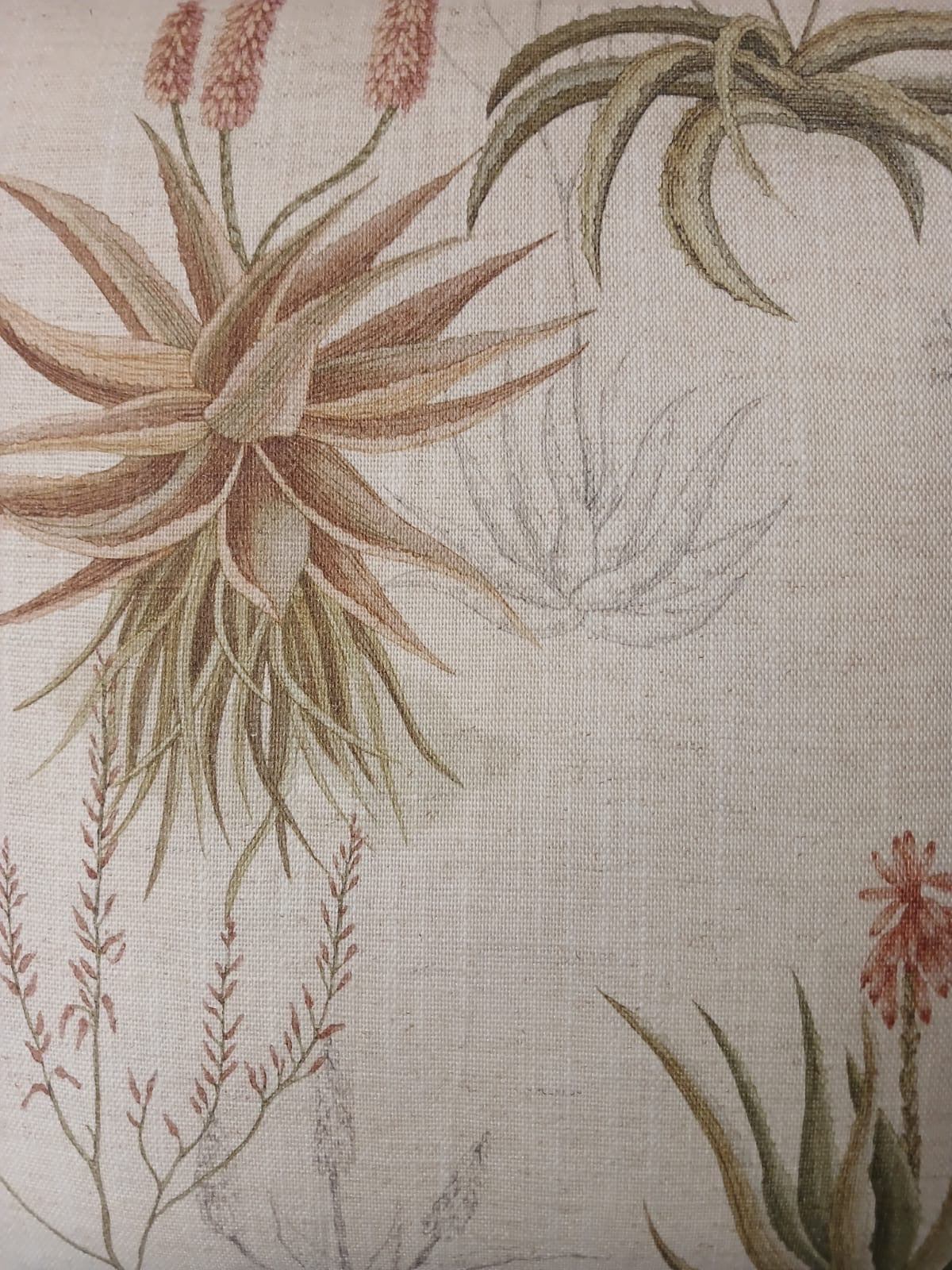 Queens Candelabra Rooibos Cover