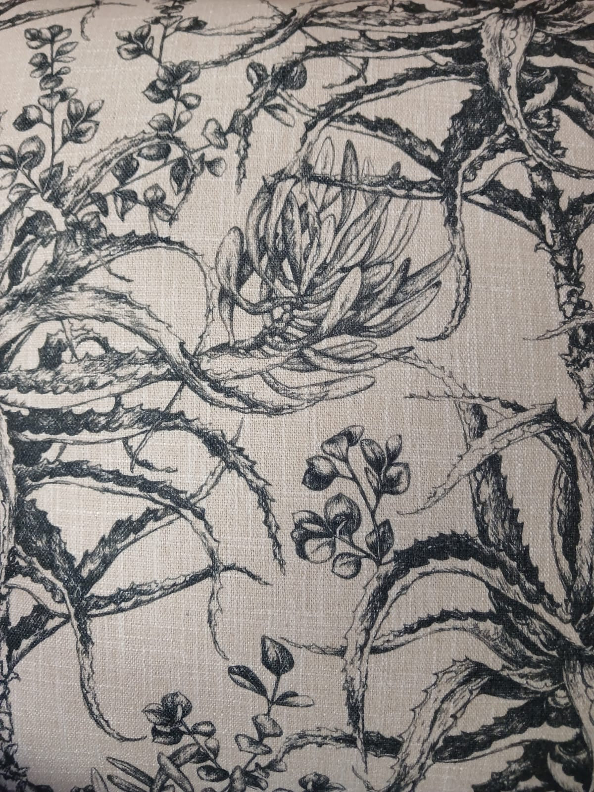 Aloe & Succulents Black Cover